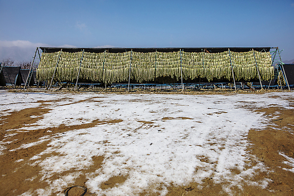 포토 JPG 주간 겨울 건조 사람없음 야외 눈 강원도 무청 시래기 눈내림 양구 국내포토 자연요소 계절 날씨 한국 눈_날씨 파일형식