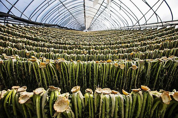 포토 JPG 건조 실내 사람없음 가득함 강원도 비닐하우스 무청 시래기 양구 국내포토 농업 한국 내부 파일형식