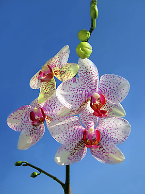 포토 JPG 해외이미지 식물 꽃잎 꽃 행복 야생동물 분홍색 꽃다발 백그라운드 꽃무늬 자연 휴가 발렌타인데이 선물 사랑 사람없음 장식 빨간색 초록색 뷰티 정원 보라색 스파 봄 벚꽃 흰색 나뭇가지 호랑이 난초 우아함 싱글 내추럴 2월 고립 해외포토 나무 동물 계절 감정 컬러 컨셉 무늬 포유류 데이이벤트 날짜 생태계 파일형식 이미지허브