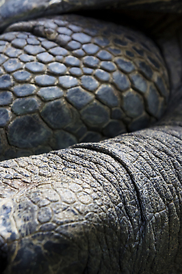 포토 JPG 해외이미지 동물 야생동물 모래 패턴 파충류 아프리카 자연 주택 동물원 종류 사람없음 반려동물 갈색 검은색 산책 껍질 뜨거움 황무지 거북이 피부 질감 멸종 느림 거인 남쪽 갑옷 기어가기 등딱지 이국적 인내 해외포토 나라 컬러 무늬 모션 휴식 건물 신체부위 보호장비 방향 생태계 파일형식 이미지허브