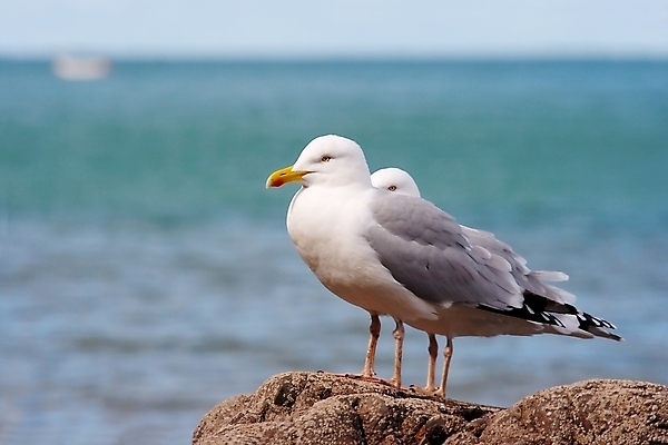 포토 JPG 해외이미지 동물 야생동물 바다 여행 2 자연 갈매기 조류 하늘 휴가 항해 서기 사람없음 물 파란색 환경 항구 블록 자유 흰색 비행 황무지 손목시계 포트 무료 콘크리트 수평선 해외포토 자연요소 시계 컬러 컨셉 배_교통 장신구 교통시설 모션 생태계 파일형식 이미지허브