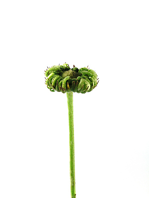 포토 JPG 해외이미지 식물 꽃 오렌지 자연 사람없음 노란색 가을 개화 꽃집 데이지 냄새 해외포토 계절 컬러 과일 상점 생태계 파일형식 이미지허브