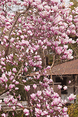 포토 JPG 해외이미지 주간 분홍색 사람없음 야외 봄 목련 해외포토 자연요소 계절 꽃 컬러 파일형식 이미지허브