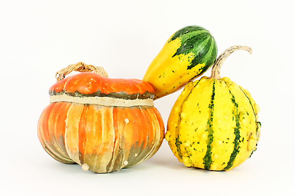 포토 JPG 해외이미지 계절 음식 농업 채소 자연 호박 건강 사람없음 장식 빨간색 초록색 농장 노란색 수확 가을 박 스쿼시 고립 숙성 해외포토 산업 스포츠 컬러 구기 생태계 파일형식 이미지허브