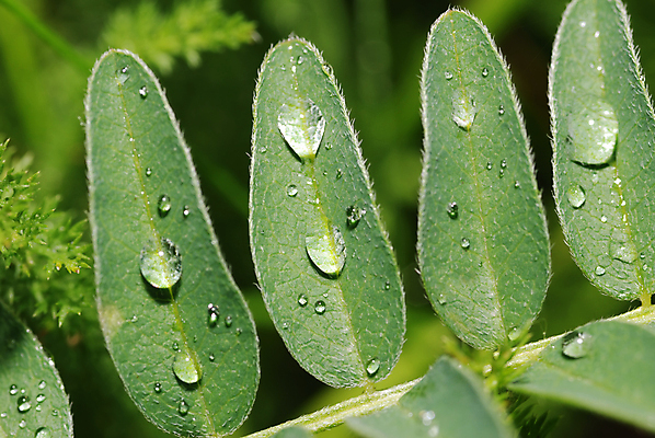 포토 JPG 해외이미지 나무 식물 백그라운드 잎 자연 유리 추상 건강 잔디 사람없음 야외 초록색 물 빛 컬러풀 뷰티 반사 환경 거품 젖음 흐름 추위 성장 물방울 신선 투명 액체 떨어짐 이슬 작음 갈증 청소 유기농 정맥 해외포토 자연요소 웰빙 컬러 컨셉 무늬 재질 크기 생태계 혈관 파일형식 이미지허브