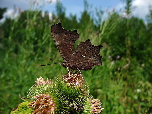 포토 JPG 해외이미지 식물 동물 계절 나비 곤충 백그라운드 밭 날개 오렌지 자연 안테나 초원 사람없음 초록색 여름 컬러풀 맑음 시골 큼 싱글 날카로움 동물상 해외포토 컬러 농업 과일 통신 날씨 조형물 크기 생태계 파일형식 이미지허브