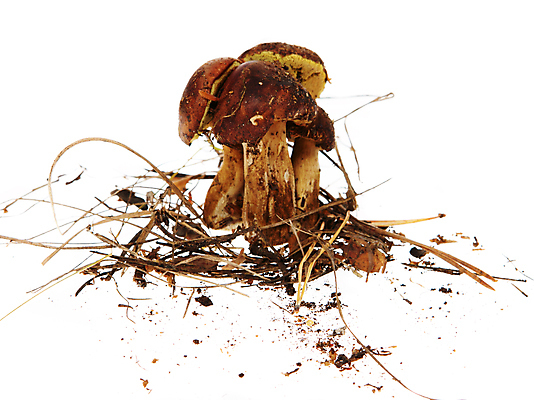 포토 JPG 해외이미지 식물 계절 음식 백그라운드 채소 재료 자연 사람없음 뷰티 갈색 버섯 성장 흰색 신선 질감 건강식 폴란드 고립 곰팡이 그물버섯 캡모자 공급 해외포토 모자_잡화 유럽 컬러 생태계 파일형식 이미지허브