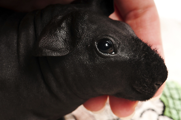 포토 JPG 해외이미지 한마리 사람없음 기니피그 해외포토 1 포유류 파일형식 이미지허브