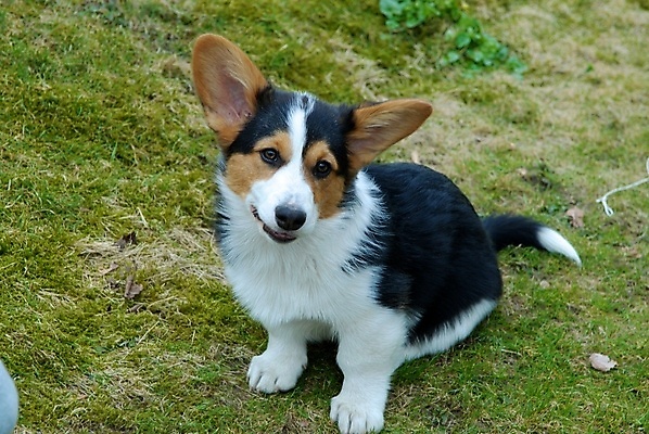 포토 JPG 해외이미지 동물 라이프스타일 응시 가족 휴가 노르웨이 앉기 사람없음 야외 반려동물 정원 검은색 흰색 개 먹이 스칸디나비아 해외포토 시선 유럽 컬러 포유류 관계 모션 생활 파일형식 이미지허브