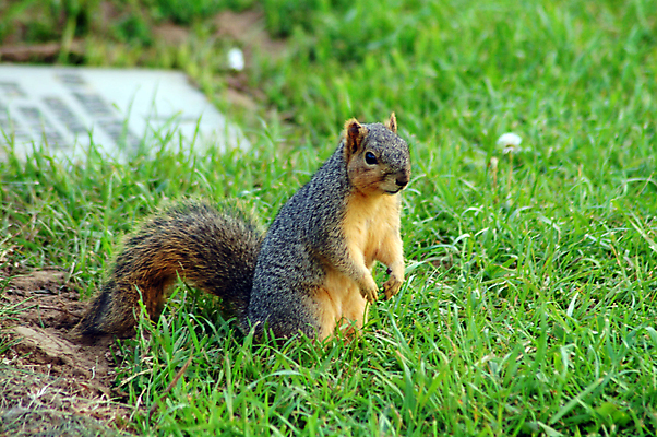 포토 JPG 해외이미지 동물 도로 털 사람없음 초록색 반려동물 갈색 검은색 줄무늬 설치류 먹기 사냥 다람쥐 송곳니 길가 동반자 해외포토 길 컬러 무늬 교통시설 모션 치아 파일형식 이미지허브