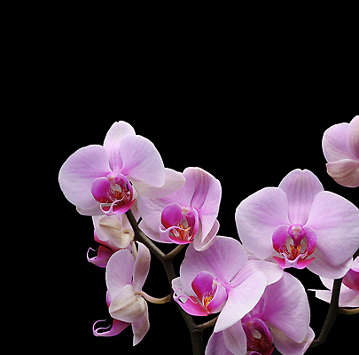 포토 JPG 해외이미지 꽃잎 꽃 줄기 분홍색 꽃다발 백그라운드 꽃무늬 텍스트 자연 프레임 선물 사람없음 뷰티 검은색 스파 어둠 봄 덮개 벚꽃 나뭇가지 신용카드 난초 아로마테라피 고립 카피스페이스 해외포토 나무 식물 계절 컬러 무늬 금융 공백 뚜껑 생태계 테라피 파일형식 이미지허브