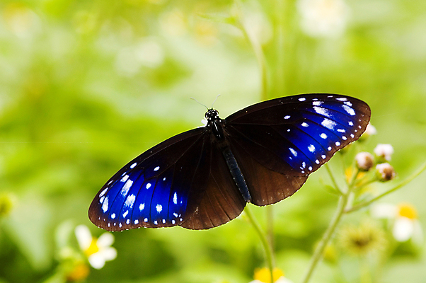 포토 JPG 해외이미지 식물 동물 계절 꽃잎 꽃 나비 곤충 날개 자연 안테나 사람없음 야외 초록색 여름 빛 컬러풀 뷰티 환경 정원 보라색 봄 성장 벚꽃 벌레 향기 꽃가루 내추럴 강렬 변태 생태학 수유 이국적 진짜 해외포토 교육 컬러 통신 가루 생태계 냄새 파일형식 이미지허브
