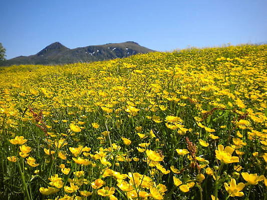포토 JPG 해외이미지 노르웨이 사람없음 여름 노란색 해외포토 계절 유럽 컬러 파일형식 이미지허브