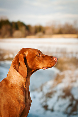 포토 JPG 해외이미지 동물 한마리 겨울 밭 자연 사람없음 야외 옆모습 세로 반려동물 컬러풀 갈색 개 노려봄 송곳니 충고 해외포토 1 계절 뷰포인트 컬러 농업 포유류 표정 치아 생태계 파일형식 이미지허브