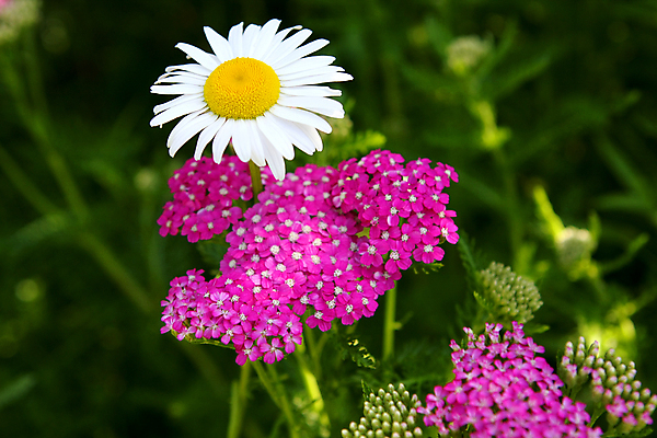 포토 JPG 해외이미지 식물 디자인 계절 꽃잎 꽃 실루엣 백그라운드 컨셉 잎 꽃무늬 패턴 밭 자연 벽지 추상 프레임 미술 사람없음 장식 초록색 컬러풀 뷰티 노란색 정원 봄 성장 벚꽃 흰색 신선 묘사 오브젝트 데이지 내추럴 고립 해외포토 컬러 무늬 농업 문화예술 촬영기법 생태계 파일형식 이미지허브