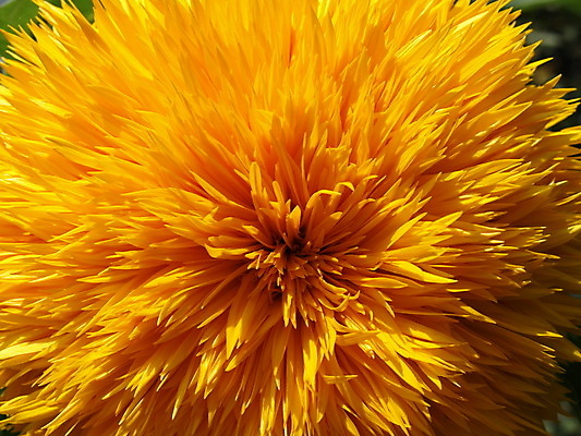 포토 JPG 해외이미지 식물 꽃잎 꽃 자연 해바라기 사람없음 태양 노란색 맑음 해외포토 자연요소 컬러 날씨 생태계 파일형식 이미지허브