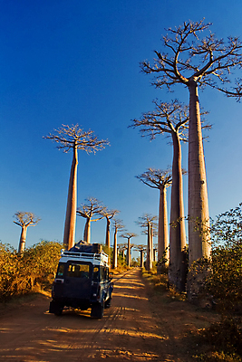 포토 JPG 해외이미지 나무 식물 모래 여행 밭 아프리카 자연 하늘 건조 서기 풍경 초원 사람없음 야외 초록색 파란색 태양 나뭇가지 뜨거움 그룹 숲 큼 사파리 남쪽 마다가스카르 사바나 옛날 웅장함 이국적 해외포토 자연요소 나라 컬러 농업 모션 크기 방향 생태계 파일형식 이미지허브