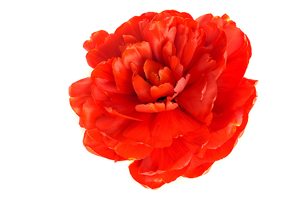 포토 JPG 해외이미지 식물 꽃잎 꽃 줄기 백그라운드 꽃무늬 패턴 자연 휴가 발렌타인데이 사람없음 장식 빨간색 초록색 여름 뷰티 머리 봄 튤립 벚꽃 흰색 축하 인사 신선 생일 개화 심볼 오브젝트 싱글 고립 해외포토 계절 기념일 컬러 컨셉 무늬 데이이벤트 신체부위 예절 생태계 파일형식 이미지허브