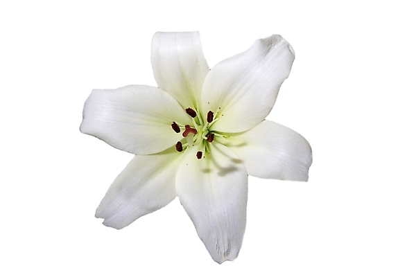 포토 JPG 해외이미지 식물 계절 공원 꽃잎 꽃 줄기 백그라운드 잎 꽃무늬 밭 농업 자연 프레임 풍경 초원 사람없음 야외 초록색 여름 컬러풀 태양 뷰티 농장 환경 정원 맑음 봄 벚꽃 흰색 시골 신선 닫기 땅 평야 해외포토 자연요소 공공시설 산업 컬러 무늬 모션 날씨 생태계 파일형식 이미지허브