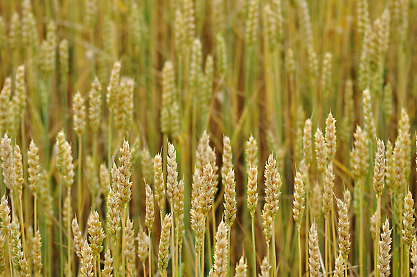 포토 JPG 해외이미지 식물 계절 음식 빵 줄기 백그라운드 밭 농업 재료 자연 맥주 건강 옥수수 사람없음 여름 농작물 농장 식사 수확 성장 시골 황금 낟알 땅 시리얼 밀 굽기 유기농 질감 날것 귀 밀짚 내추럴 숙성 해외포토 웰빙 산업 곡류 주류 신체부위 짚 구이 생태계 파일형식 이미지허브