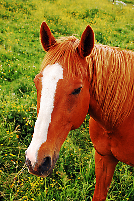 포토 JPG 해외이미지 동물 포유류 자연 사람없음 반려동물 농장 갈색 목장 갈기 조랑말 해외포토 컬러 농업 말_동물 생태계 파일형식 이미지허브