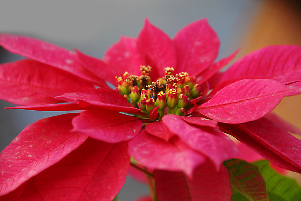 포토 JPG 해외이미지 꽃잎 크리스마스 겨울 사람없음 포인세티아 해외포토 계절 기념일 꽃 파일형식 이미지허브