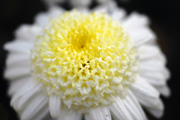포토 JPG 해외이미지 식물 계절 꽃잎 꽃 백그라운드 꽃무늬 자연 발렌타인데이 사랑 사람없음 장식 컬러풀 뷰티 정원 봄 벚꽃 흰색 개화 그늘 원예 데이지 고립 해외포토 감정 컬러 무늬 데이이벤트 취미 생태계 파일형식 이미지허브