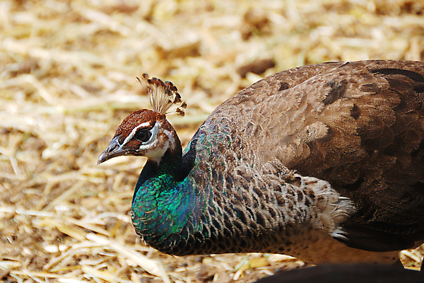 포토 JPG 해외이미지 1 여자 야생동물 자연 조류 왕관 사람없음 야외 초록색 컬러풀 뷰티 머리 활발 공작 깃털 부리 멀티 터키석 해외포토 동물 컬러 컨셉 사람 신체부위 보석 생태계 파일형식 이미지허브