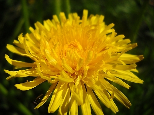 포토 JPG 해외이미지 주간 자연 근접촬영 사람없음 야외 민들레 해외포토 자연요소 꽃 뷰포인트 생태계 파일형식 이미지허브