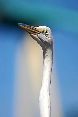 포토 JPG 해외이미지 동물 조류 사람없음 노란색 흰색 깃털 부리 계산서 해외포토 컬러 파일형식 이미지허브