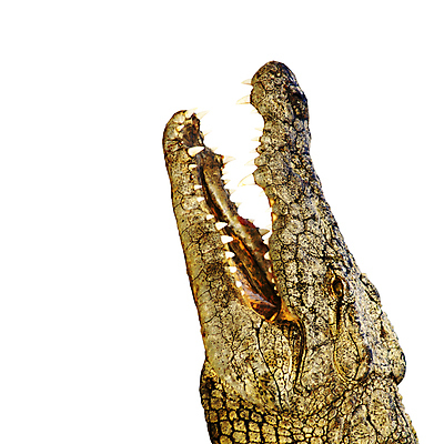 포토 JPG 해외이미지 동물 야생동물 포유류 파충류 아프리카 자연 표면 생물 동물원 저울 양서류 사람없음 강 머리 힘 오픈 입 거친 황무지 치아 위험 큼 가죽 피부 눈금 사냥 육식동물 악어 사냥꾼 토막 송곳니 숨김 고립 공격적 힘찬 해외포토 직업 나라 컨셉 신체부위 소화기관 크기 생태계 파일형식 이미지허브