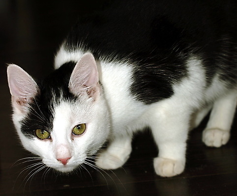 포토 JPG 해외이미지 동물 사람없음 반려동물 검은색 고양이 흰색 해외포토 컬러 포유류 파일형식 이미지허브