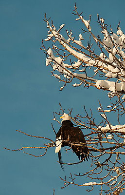 포토 JPG 해외이미지 주간 야생동물 사람없음 야외 나뭇가지 독수리 흰머리독수리 해외포토 자연요소 나무 동물 조류 파일형식 이미지허브