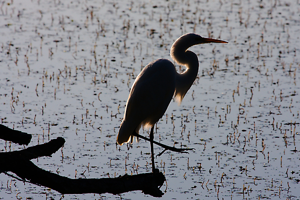 포토 JPG 해외이미지 나무 동물 공원 실루엣 호수 야생동물 날개 자연 조류 낚시 서기 풍경 사람없음 야외 물 어둠 연못 저녁 모피 왜가리 깃털 목 해외포토 자연요소 식물 공공시설 모션 레저 촬영기법 신체부위 야간 생태계 파일형식 이미지허브