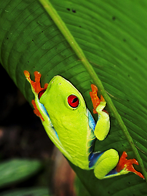 포토 JPG 해외이미지 동물 한마리 응시 야생동물 오렌지 개구리 양서류 사람없음 빨간색 초록색 파란색 컬러풀 열대우림 청개구리 해외포토 1 시선 컬러 과일 숲 파일형식 이미지허브