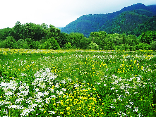 포토 JPG 해외이미지 계절 꽃 밭 자연 풍경 사람없음 초록색 여름 맑음 개화 해외포토 식물 컬러 농업 날씨 생태계 파일형식 이미지허브