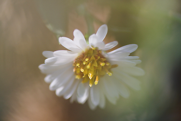 포토 JPG 해외이미지 꽃 잎 자연 사람없음 컬러풀 평화 낭만 잡초 데이지 해외포토 식물 컬러 컨셉 생태계 파일형식 이미지허브