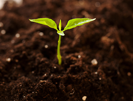 포토 JPG 해외이미지 식물 백그라운드 잎 새로움 사람없음 초록색 흙 성장 냄비 원예 설정 해외포토 컬러 컨셉 취미 솥 파일형식 이미지허브