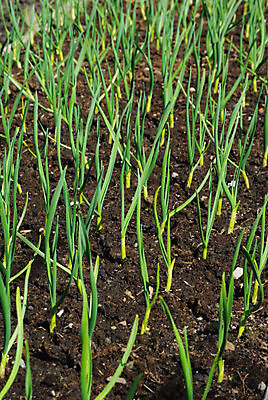 포토 JPG 해외이미지 식물 지구 줄기 농업 채소 양파 주택 건강 취미 사람없음 초록색 농장 정원 흙 봄 침대 신선 유기농 오르기 모종 밭일 줄서기 해외포토 웰빙 계절 산업 컬러 가구 모션 건물 파일형식 이미지허브