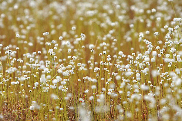 포토 JPG 해외이미지 식물 디자인 계절 공원 꽃 백그라운드 단풍 잎 패턴 태국 자연 사람없음 야외 장식 빨간색 물 파란색 컬러풀 햇빛 뷰티 갈색 맑음 중국 어둠 젖음 가을 나뭇가지 변화 고급 숲 11월 질감 장면 10월 내추럴 해외포토 자연요소 나무 공공시설 아시아 컬러 컨셉 무늬 날씨 태양 날짜 생태계 파일형식 이미지허브