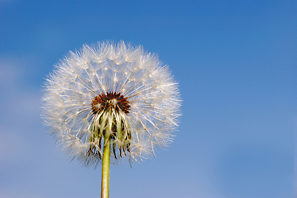 포토 JPG 해외이미지 주간 한송이 자연 하늘 사람없음 야외 민들레 민들레홀씨 해외포토 자연요소 1 꽃 생태계 송이 파일형식 이미지허브