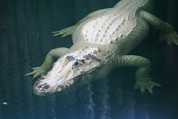 포토 JPG 해외이미지 동물 야생동물 파충류 자연 동물원 미소 사람없음 물 수영 흰색 치아 위험 육식동물 악어 플로리다 해외포토 자연요소 컬러 컨셉 표정 미국 수상스포츠 소화기관 생태계 파일형식 이미지허브