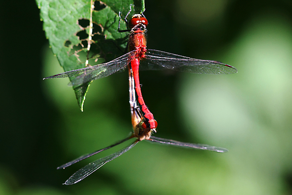 포토 JPG 해외이미지 식물 동물 공원 야생동물 곤충 백그라운드 잎 절지류 날개 자연 휴식 생물 사람없음 빨간색 초록색 물 여름 파란색 뷰티 정원 검은색 봄 연못 닫기 벌레 잠자리 작음 묘사 동물상 해외포토 자연요소 계절 공공시설 컬러 컨셉 모션 조형물 크기 생태계 파일형식 이미지허브