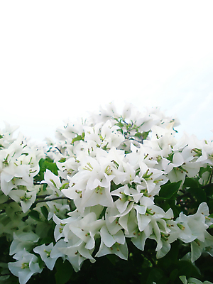 포토 JPG 해외이미지 식물 디자인 공원 꽃잎 꽃 줄기 꽃다발 꽃무늬 밭 자연 이벤트 사람없음 야외 장식 초록색 뷰티 환경 정원 봄 벚꽃 흰색 시골 개화 우아함 작음 다발 원예 질감 화단 꽃가루 내추럴 강렬 파스텔톤 해외포토 계절 공공시설 컬러 컨셉 무늬 농업 취미 크기 가루 생태계 파일형식 이미지허브