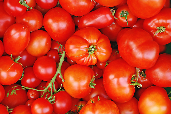 포토 JPG 해외이미지 계절 음식 농업 토마토 채소 사람없음 빨간색 농작물 농장 정원 샐러드 수확 가을 신선 시장 해외포토 산업 컬러 파일형식 이미지허브