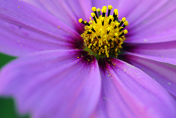 포토 JPG 해외이미지 식물 계절 꽃잎 꽃 분홍색 백그라운드 꽃무늬 자연 발렌타인데이 사랑 사람없음 장식 컬러풀 뷰티 정원 봄 벚꽃 가을 개화 그늘 코스모스 원예 고립 해외포토 감정 컬러 무늬 데이이벤트 취미 생태계 파일형식 이미지허브