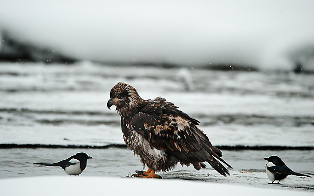 포토 JPG 해외이미지 동물 척추동물 야생동물 여행 겨울 날개 자연 조류 날씨 생물 종류 사람없음 야외 강 갈색 얼음 미국 추위 흰색 황무지 먹이 심볼 깃털 부리 독수리 슛 대머리 알래스카 동물상 무료 웅장함 전국 포식 해외포토 자연요소 헤어스타일 계절 컬러 북아메리카 조형물 생태계 파일형식 이미지허브