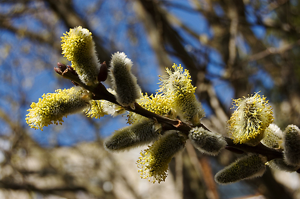 포토 JPG 해외이미지 나무 계절 자연 하늘 사람없음 파란색 봄 숲 꿀 해외포토 식물 컬러 생태계 파일형식 이미지허브