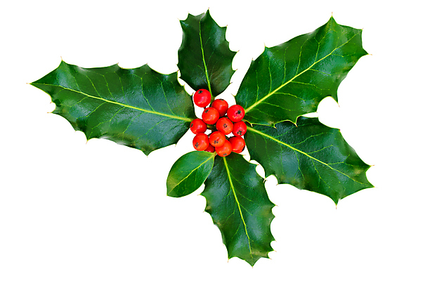 포토 JPG 해외이미지 식물 전통 계절 열매 백그라운드 잎 크리스마스 겨울 휴가 기념 종류 사람없음 장식 빨간색 초록색 축제 흰색 나뭇가지 축하 신선 4 12월 심볼 상록수 고립 특별함 해외포토 나무 기념일 컬러 컨셉 숫자 날짜 파일형식 이미지허브