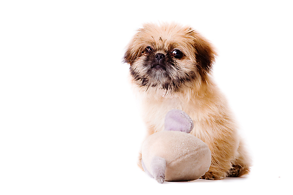 포토 JPG 해외이미지 스튜디오촬영 동물 포유류 털 앉기 사람없음 반려동물 장난감 마주보기 가축 개 강아지 쥐 작음 흰배경 송곳니 고립 신앙심 카피스페이스 해외포토 백그라운드 모션 실내 공백 흰색 치아 설치류 크기 파일형식 이미지허브